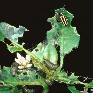 thumbnail for publication: Alligatorweed Flea Beetle Agasicles hygrophila Selman and Vogt (Coleoptera: Chrysomelidae: Halticinae)